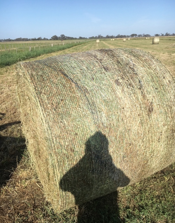 Pasture Hay Lucerne, Clover & Rye Grass 5x4 Bales Hay